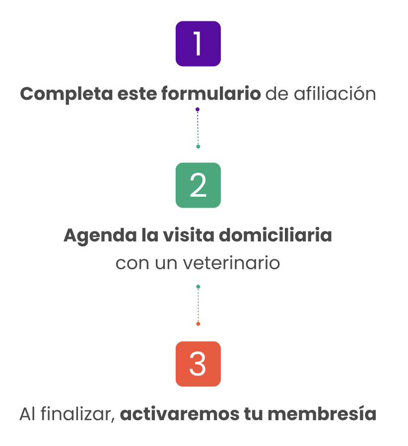 Pasos del proceso